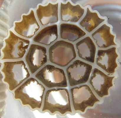 Membrane Biofilm Reactor Circle MBBR Filter Water Treatment Plant Accessories